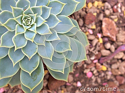 Closeup succulent Echeveria ,Ghost-plant, cactus desert plants with blurred background Stock Photo