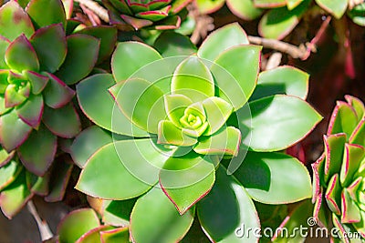 Closeup succulent green plant cactus. echeveria Stock Photo
