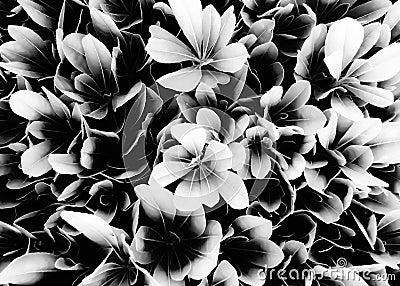 Closeup succulent leaves texture in black and white Stock Photo