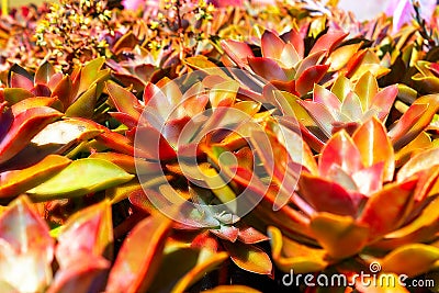 Closeup succulent orange plant cactus. echeveria Stock Photo