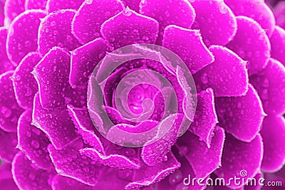 Closeup succulent purple plant cactus. echeveria Stock Photo