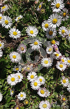 Summer Daisies Stock Photo