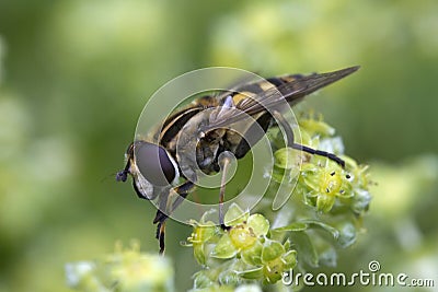 Sun Fly Helophilus pendulus on Alpine lady`s mantle Alchemill Stock Photo