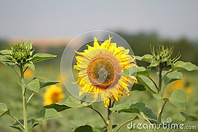 Closeup of a sunflower smiling at the sun Stock Photo