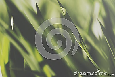 Closeup of a sunlit grass lawn Stock Photo