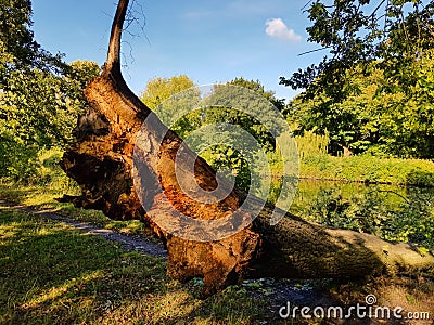 Closeup of a Sunlit Tree Fallen into a River Stock Photo
