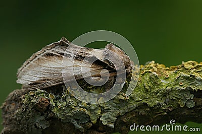 Closeup on the Swallow Prominent moth, Pheosia treumal sitting on a twig against a green background Stock Photo