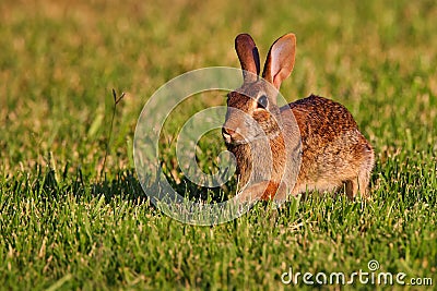 Closeup of a swamp binky rabbit on a green lawn Stock Photo