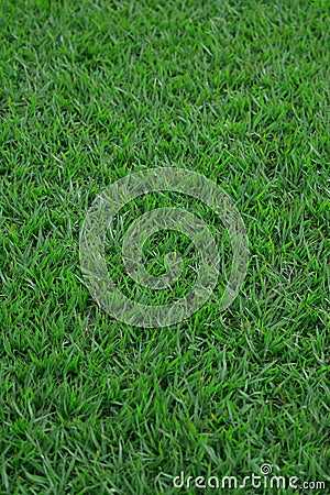 Closeup sward grass background Stock Photo