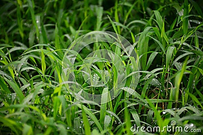 Closeup sward grass background Stock Photo