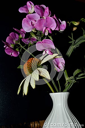 Closeup Sweet Pea White Cone Flower ceramic vase Stock Photo