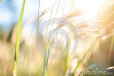 closeup of switchgrass, a biofuel crop, in the sun Stock Photo