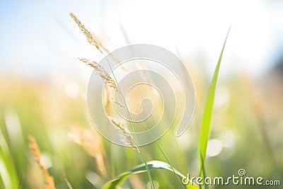 closeup of switchgrass, a biofuel crop, in the sun Stock Photo