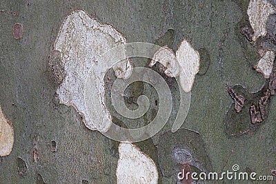 Closeup of sycamore tree crust, bark of platan, texture, old wood, pattern. Stock Photo