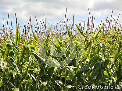 Closeup of tall straight green corn stalks against blue and wh Stock Photo