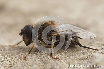 Closeup on a tapered drone fly, Eristalis pertinax Stock Photo