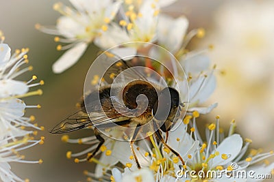 Closeup on a Tapered Drone Fly, Eristalis pertinax , drinking nectar from the white flowers of Blackthorn, Prunus spinosa Stock Photo