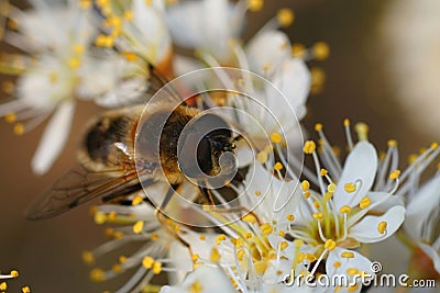 Closeup on a Tapered Drone Fly, Eristalis pertinax , drinking nectar from the white flowers of Blackthorn, Prunus Stock Photo