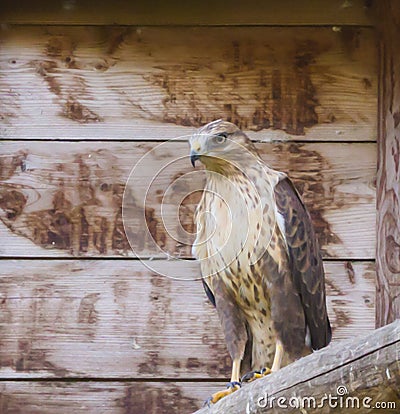 Closeup of a tawny eagle sitting on a wooden pole, a tropical bird of prey from the savannas of africa Stock Photo