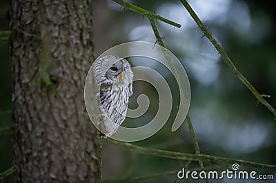Closeup tawny owl hidding behing tree trunk Stock Photo