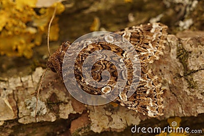 Closeup on tawny shears or pod lover owlet moth, Hadena perplexa, sitting on wood Stock Photo