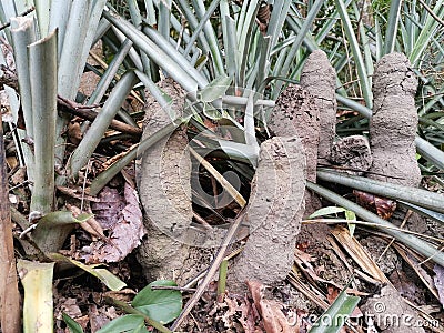 Closeup with the termite sand home in the garden wooden. Penampang, Sabah. Malaysia, Borneo. Stock Photo