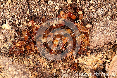 Closeup of termites defending a break in a subterranean tube Stock Photo