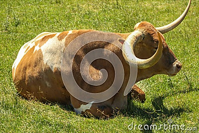 Closeup of a Texas Longhorn sitting on the grass in a zoo or safari park on a warm day Stock Photo