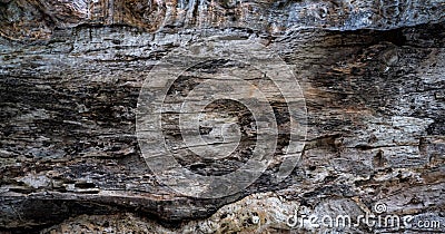 Closeup texture of decayed old tree. Detail of old wood texture background. Rough surface of dead tree stump. Weathered natural Stock Photo