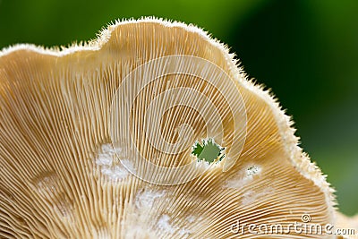 Closeup of the texture of the underside of a wild mushroom on gr Stock Photo