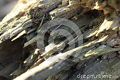 Closeup textured broken old tree Stock Photo