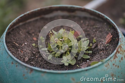 Closeup of Thale cress plant in a pot Stock Photo