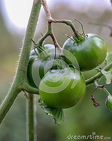 Closeup of three beautifully grown green tomatoes Stock Photo