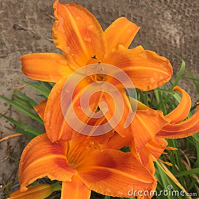 Closeup of three bright orange daylilies. Stock Photo