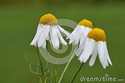 Closeup of three chamomile flowers against a green blurred background. A bunch of marguerite daisy blooms growing in a Stock Photo