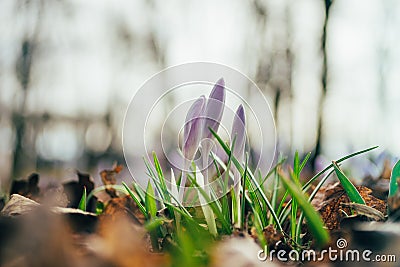 Closeup on three crocus flowers by early spring Stock Photo