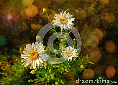 Three daisy in the meadow, Leucanthemum vulgare Stock Photo