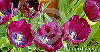closeup three dark purple Tulips in Spring greenhouse Stock Photo