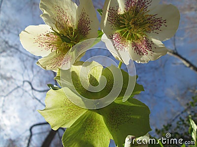 Closeup of three hellebores flowers; lenten roses Stock Photo