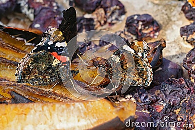 Closeup on three Vanessa atalanta butterflies with closed wings, Stock Photo