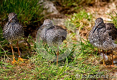 Closeup of three walking small birds with contrasting brown upperparts and white underparts Stock Photo
