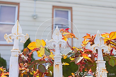 Closeup of Three White Fleur De Lis Points with Plants on a Home Fence Stock Photo