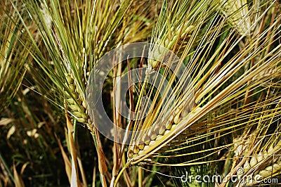 Closeup of tibetan wheat Stock Photo