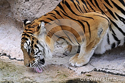 Closeup tiger drinking Stock Photo