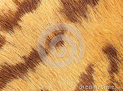 closeup of tiger fur with beautiful stripes real texture of animal pelt Stock Photo