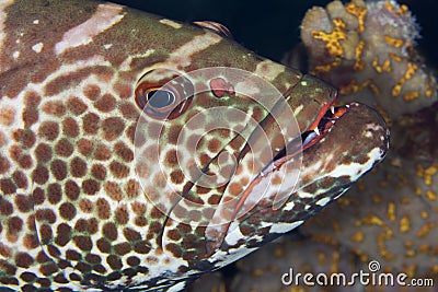 Closeup of a Tiger Grouper - Cozumel Stock Photo