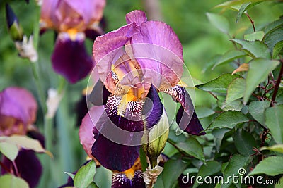 Closeup of tiger iris flower and bud of magenta purple colors flowers with yellow striped petals on blurred background. Gardening Stock Photo