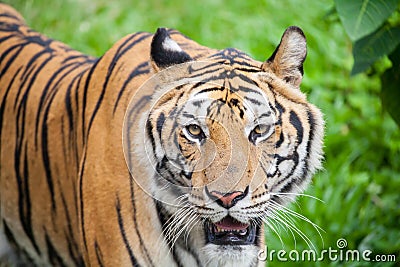 Closeup tiger Stock Photo