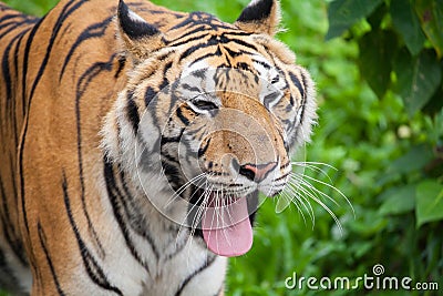 Closeup tiger Stock Photo