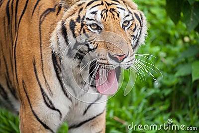Closeup tiger Stock Photo